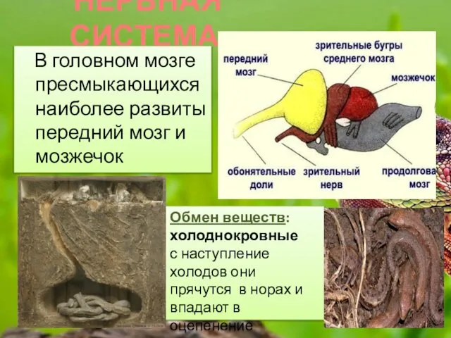 НЕРВНАЯ СИСТЕМА В головном мозге пресмыкающихся наиболее развиты передний мозг и