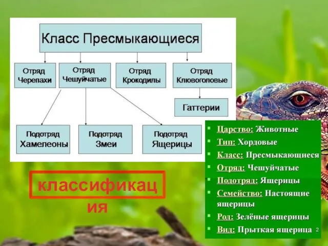 классификация