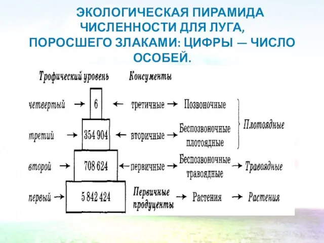 ЭКОЛОГИЧЕСКАЯ ПИРАМИДА ЧИСЛЕННОСТИ ДЛЯ ЛУГА, ПОРОСШЕГО ЗЛАКАМИ: ЦИФРЫ — ЧИСЛО ОСОБЕЙ.