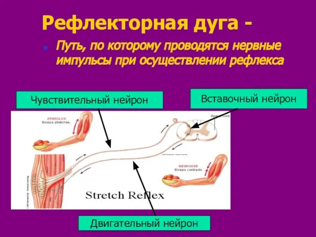 Рефлекторная дуга - Путь, по которому проводятся нервные импульсы при осуществлении