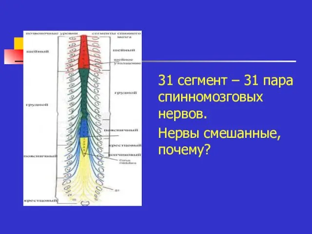 31 сегмент – 31 пара спинномозговых нервов. Нервы смешанные, почему?