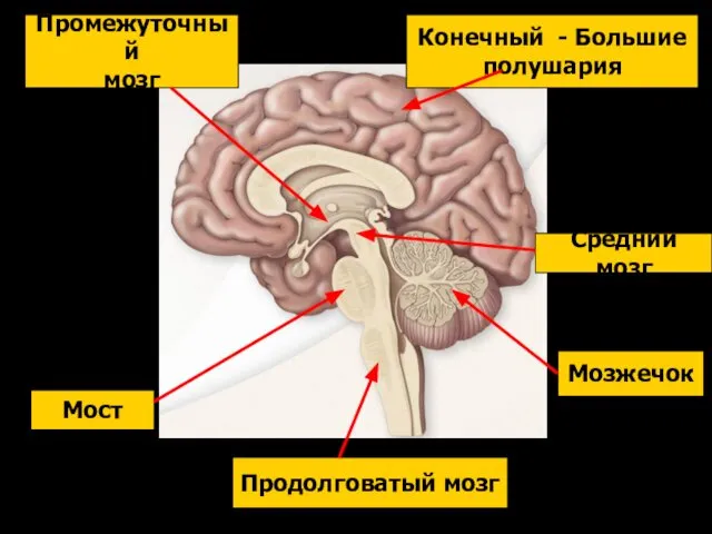 Продолговатый мозг Мост Мозжечок Средний мозг Промежуточный мозг Конечный - Большие полушария