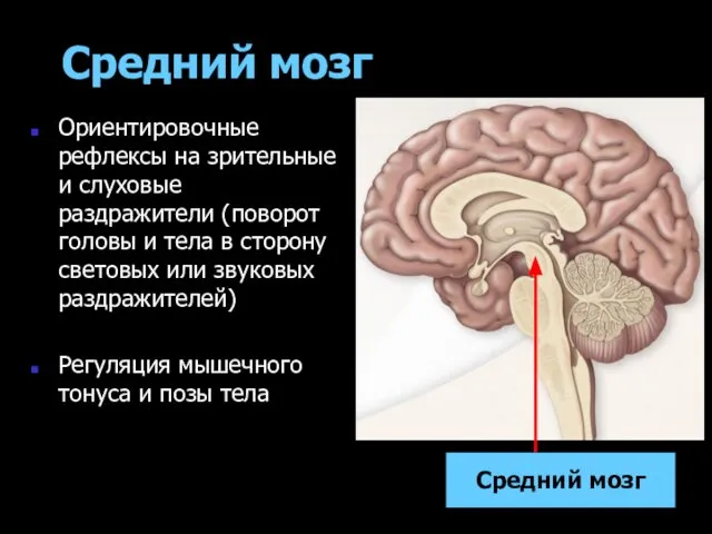 Средний мозг Ориентировочные рефлексы на зрительные и слуховые раздражители (поворот головы