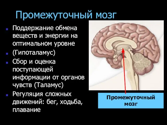 Промежуточный мозг Поддержание обмена веществ и энергии на оптимальном уровне (Гипоталамус)