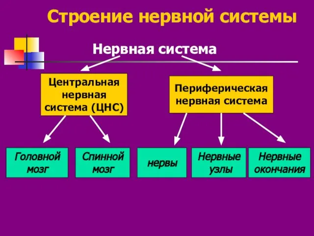 Строение нервной системы Нервная система Центральная нервная система (ЦНС) Периферическая нервная