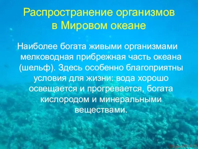 Распространение организмов в Мировом океане Наиболее богата живыми организмами мелководная прибрежная