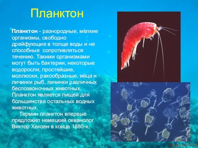 Планктон Планктон - разнородные, мелкие организмы, свободно дрейфующие в толще воды