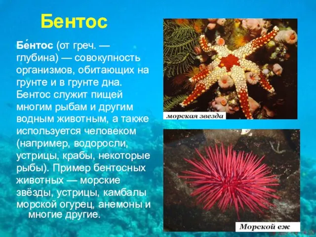 Бентос Бе́нтос (от греч. — глубина) — совокупность организмов, обитающих на