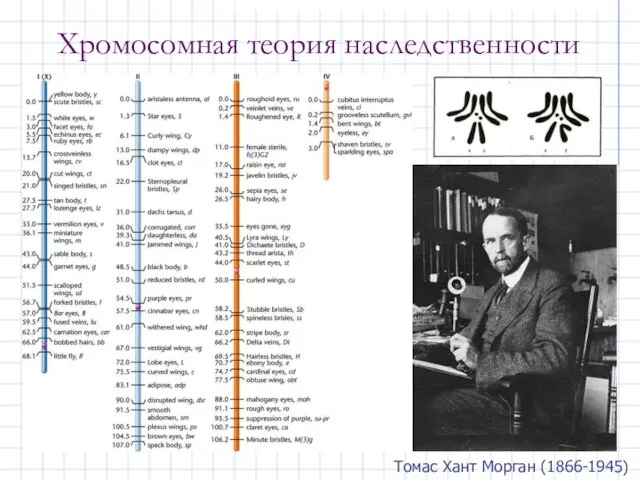 Хромосомная теория наследственности Томас Хант Морган (1866-1945)