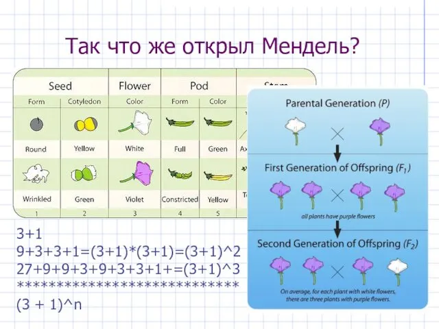 Так что же открыл Мендель? 3+1 9+3+3+1=(3+1)*(3+1)=(3+1)^2 27+9+9+3+9+3+3+1+=(3+1)^3 **************************** (3 + 1)^n