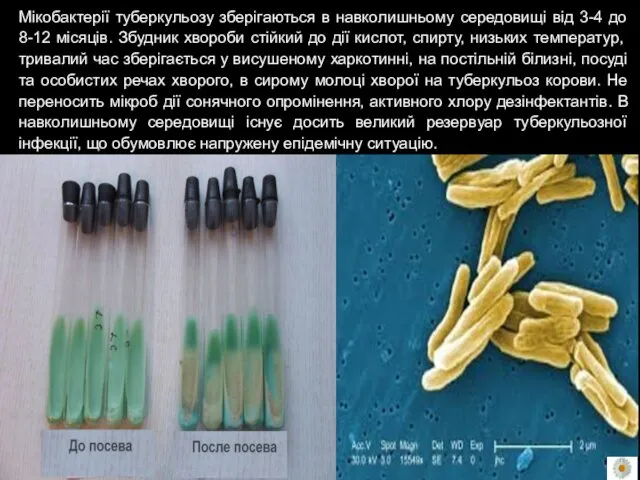 Мікобактерії туберкульозу зберігаються в навколишньому середовищі від 3-4 до 8-12 місяців.