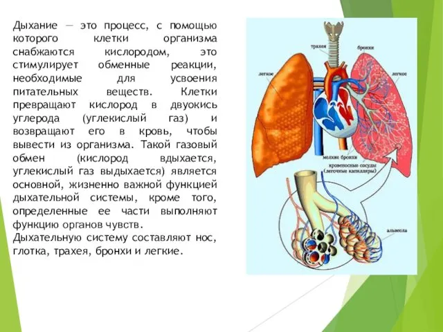 Дыхание — это процесс, с помощью которого клетки организма снабжаются кислородом,