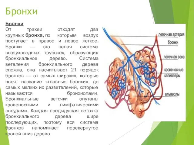 Бронхи Бронхи От трахеи отходят два крупных бронха, по которым воздух