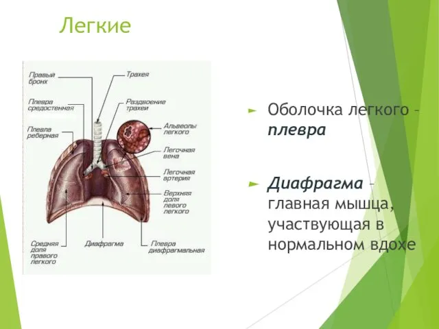 Легкие Оболочка легкого – плевра Диафрагма – главная мышца, участвующая в нормальном вдохе