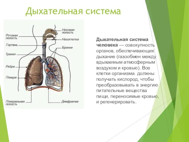 Дыхательная система Дыхательная система человека — совокупность органов, обеспечивающих дыхание (газообмен