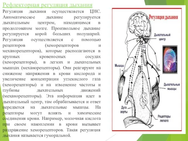 Рефлекторная регуляция дыхания Регуляция дыхания осуществляется ЦНС. Автоматическое дыхание регулируется дыхательным