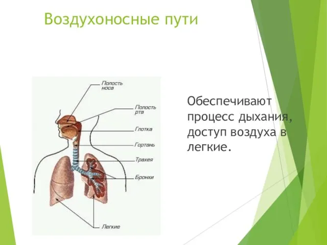 Воздухоносные пути Обеспечивают процесс дыхания, доступ воздуха в легкие.