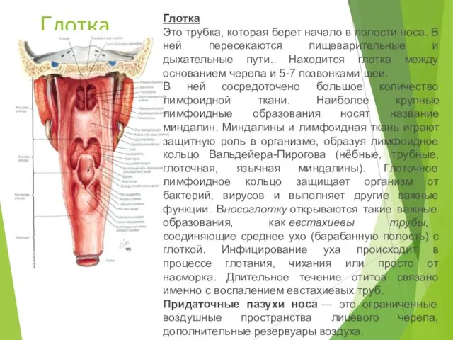 Глотка Глотка Это трубка, которая берет начало в полости носа. В