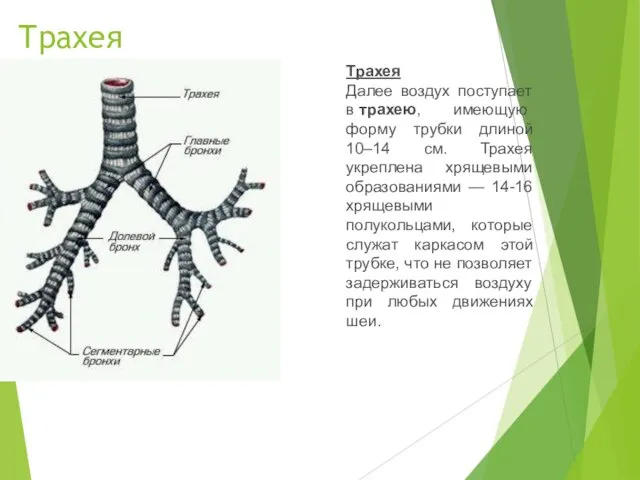 Трахея Трахея Далее воздух поступает в трахею, имеющую форму трубки длиной