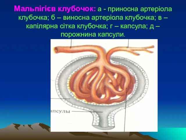 Мальпігієв клубочок: а - приносна артеріола клубочка; б – виносна артеріола