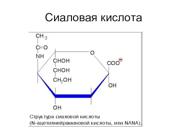 Сиаловая кислота