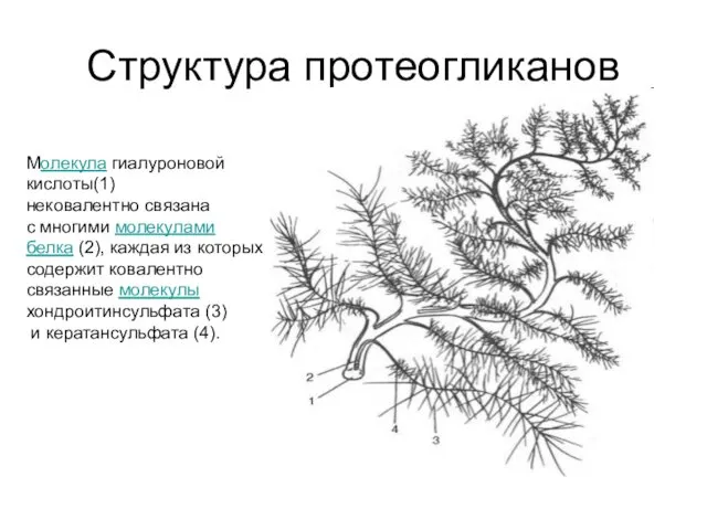 Структура протеогликанов Молекула гиалуроновой кислоты(1) нековалентно связана с многими молекулами белка