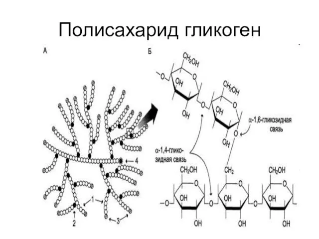 Полисахарид гликоген