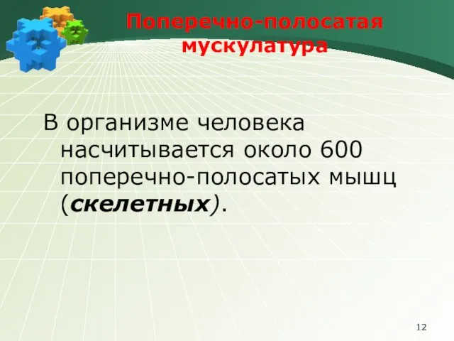 Поперечно-полосатая мускулатура В организме человека насчитывается около 600 поперечно-полосатых мышц (скелетных).