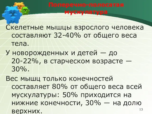 Поперечно-полосатая мускулатура Скелетные мышцы взрослого человека составляют 32-40% от общего веса