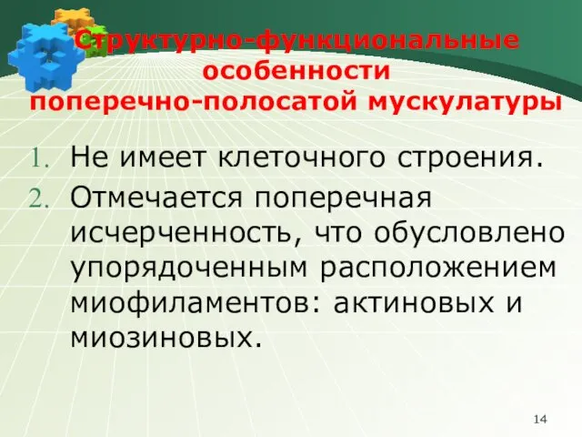 Структурно-функциональные особенности поперечно-полосатой мускулатуры Не имеет клеточного строения. Отмечается поперечная исчерченность,