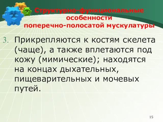 Структурно-функциональные особенности поперечно-полосатой мускулатуры Прикрепляются к костям скелета (чаще), а также