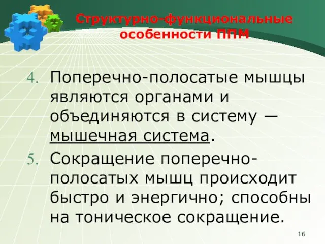 Поперечно-полосатые мышцы являются органами и объединяются в систему ― мышечная система.