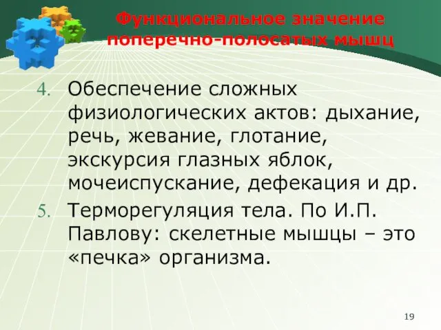 Функциональное значение поперечно-полосатых мышц Обеспечение сложных физиологических актов: дыхание, речь, жевание,