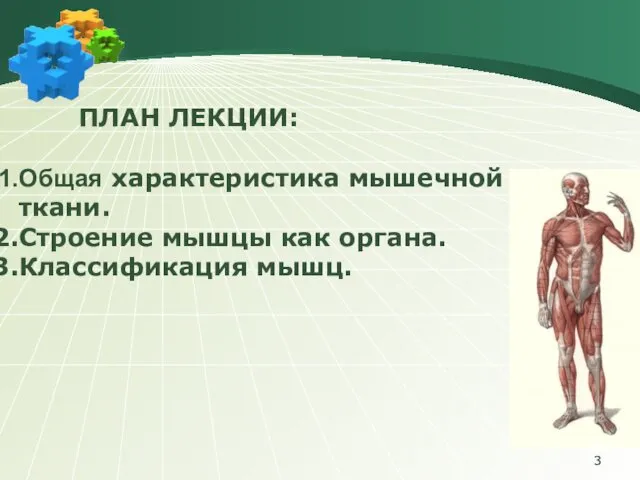 ПЛАН ЛЕКЦИИ: Общая характеристика мышечной ткани. Строение мышцы как органа. Классификация мышц.