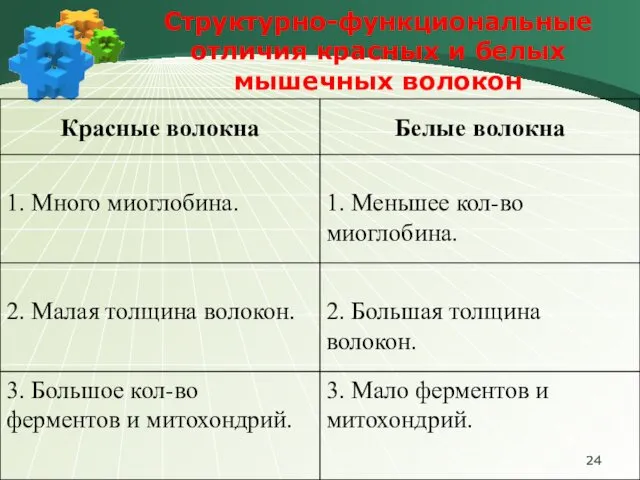 Структурно-функциональные отличия красных и белых мышечных волокон