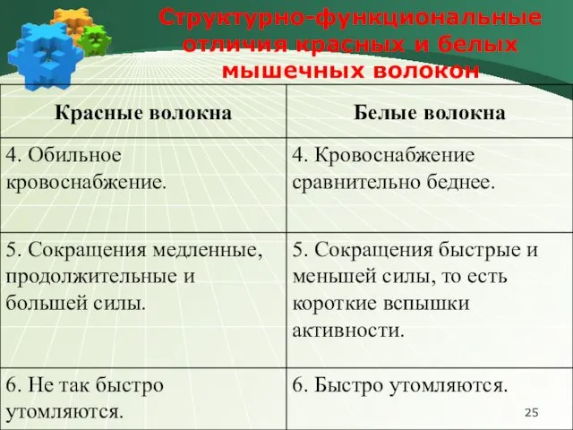 Структурно-функциональные отличия красных и белых мышечных волокон