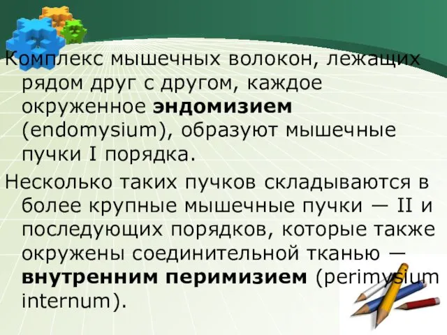 Комплекс мышечных волокон, лежащих рядом друг с другом, каждое окруженное эндомизием