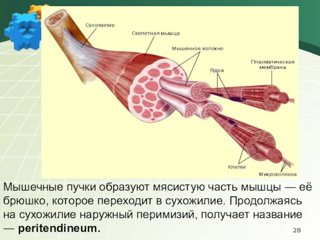 Мышечные пучки образуют мясистую часть мышцы ― её брюшко, которое переходит