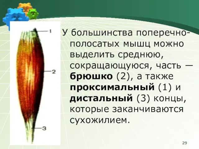 У большинства поперечно-полосатых мышц можно выделить среднюю, сокращающуюся, часть ― брюшко