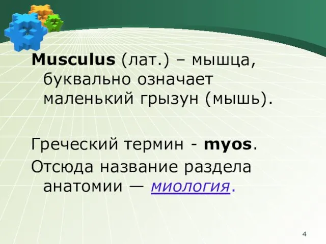 Musculus (лат.) – мышца, буквально означает маленький грызун (мышь). Греческий термин