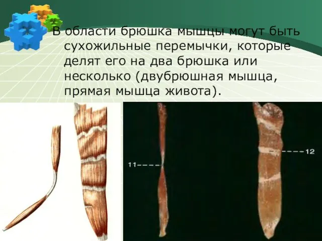 В области брюшка мышцы могут быть сухожильные перемычки, которые делят его