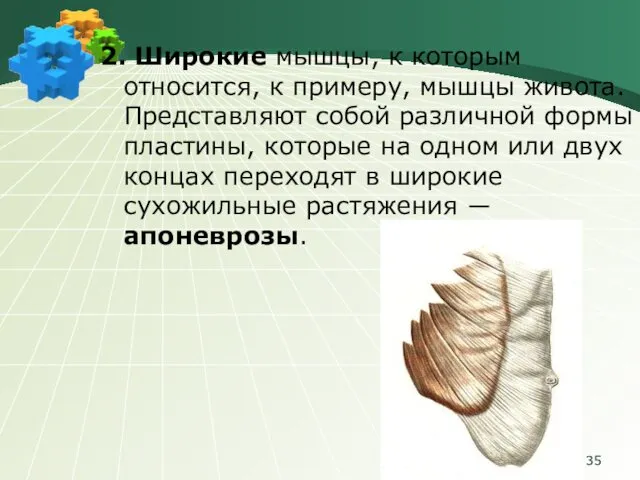 2. Широкие мышцы, к которым относится, к примеру, мышцы живота. Представляют