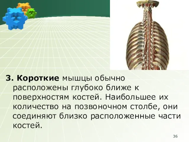 3. Короткие мышцы обычно расположены глубоко ближе к поверхностям костей. Наибольшее