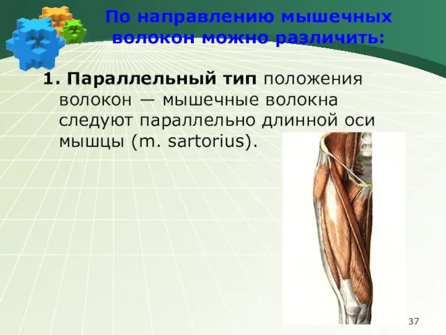 По направлению мышечных волокон можно различить: 1. Параллельный тип положения волокон