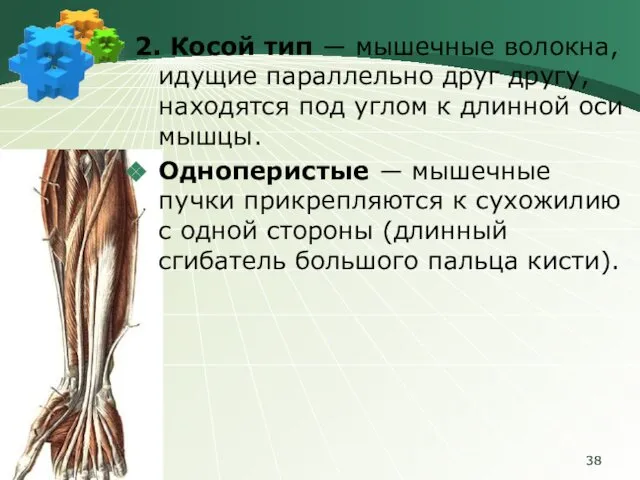 2. Косой тип ― мышечные волокна, идущие параллельно друг другу, находятся