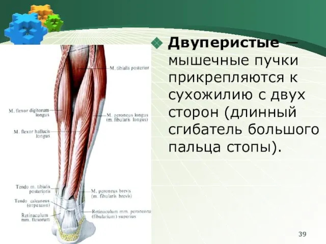 Двуперистые ― мышечные пучки прикрепляются к сухожилию с двух сторон (длинный сгибатель большого пальца стопы).