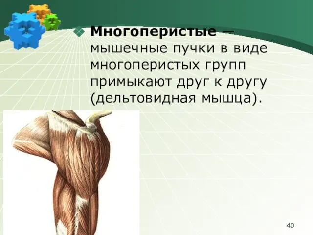 Многоперистые ― мышечные пучки в виде многоперистых групп примыкают друг к другу (дельтовидная мышца).