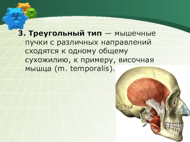 3. Треугольный тип ― мышечные пучки с различных направлений сходятся к