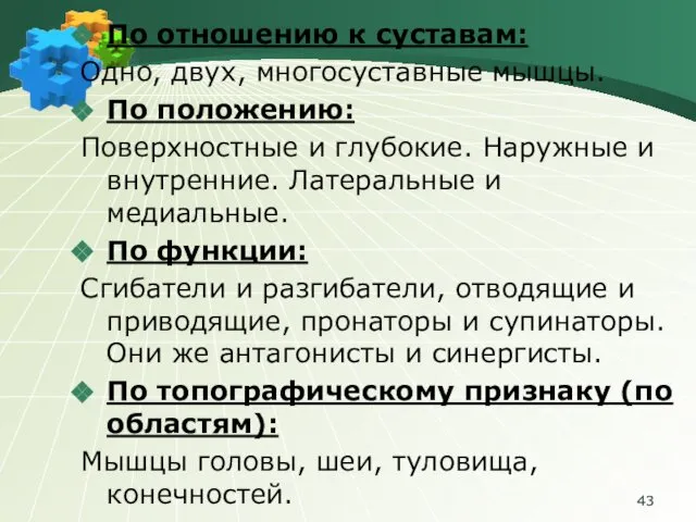 По отношению к суставам: Одно, двух, многосуставные мышцы. По положению: Поверхностные