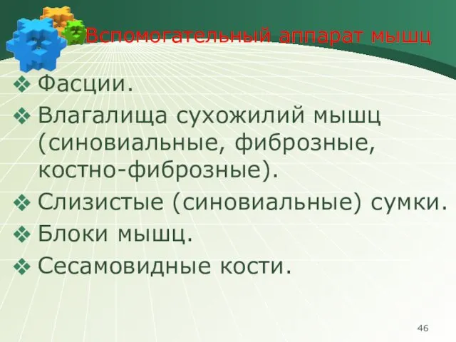 Вспомогательный аппарат мышц Фасции. Влагалища сухожилий мышц (синовиальные, фиброзные, костно-фиброзные). Слизистые